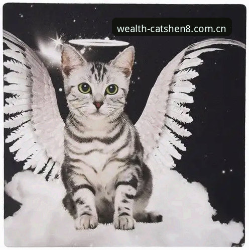 掌握Cat Shen 8 CN 2026入口的正确姿势：从账号安全到体验优化的实用攻略